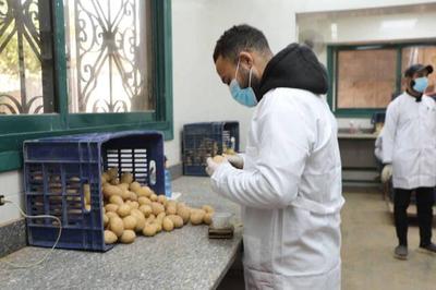 الزراعة: فحص 252.4 ألف طن بطاطس مائدة معدة للتصدير خلال مارس